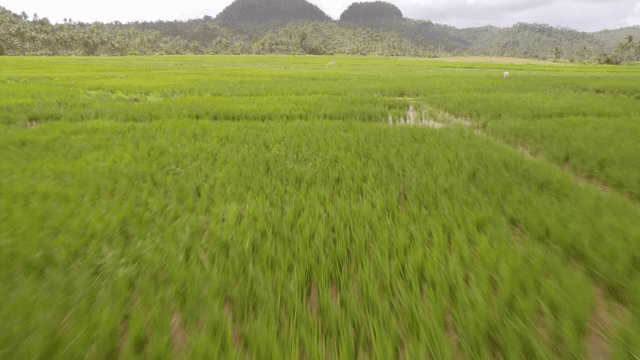 Lush green rice fields with distant hills