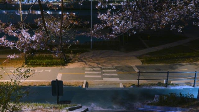 People riding bicycles on a road lined with cherry blossoms