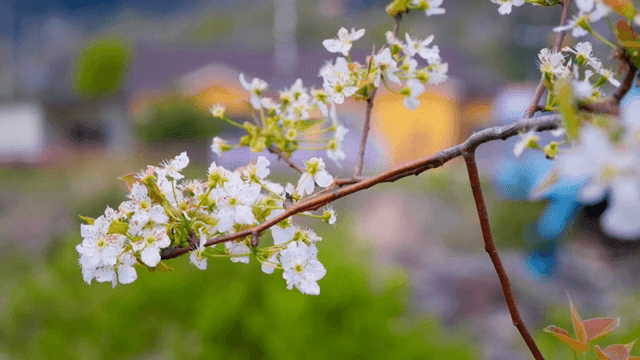 가지에 핀 벚꽃