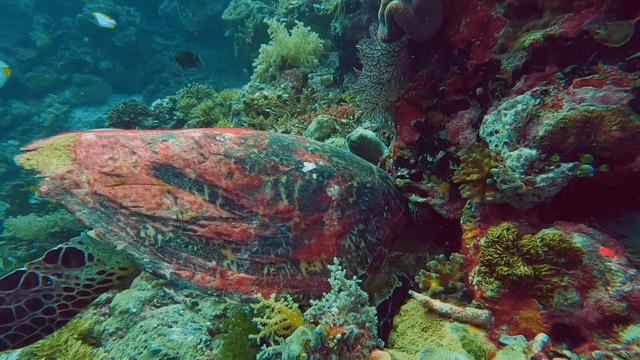 산호초 사이를 헤엄치는 바다거북