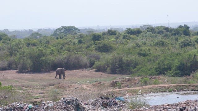 Elephant walking in a trash-filled landscape surrounded by greenery