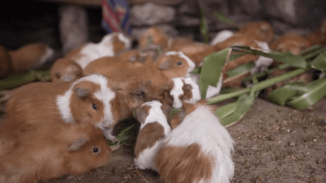 실내에서 옥수수 잎을 먹는 기니피그