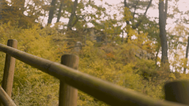 Wooden railing in a lush forest setting
