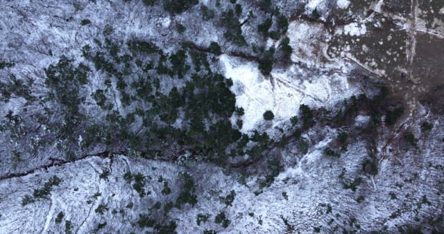 나목과 초목이 함께 펼쳐진 눈 덮인 숲