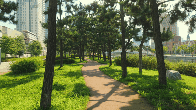 나무가 늘어선 길이 있는 고요한 도시 공원
