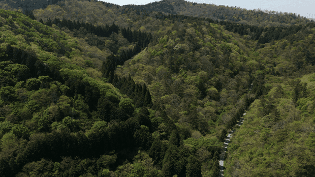 Green forests and terraced fields