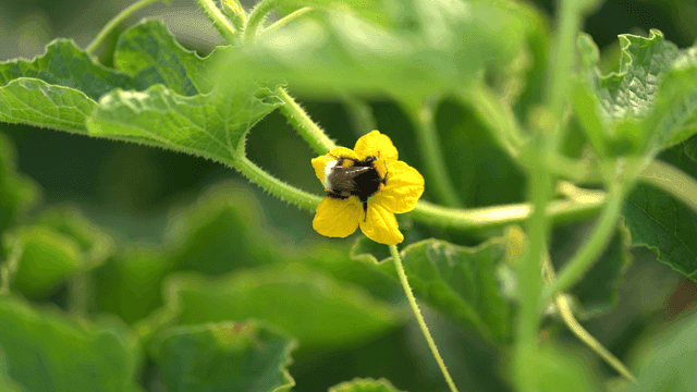 Bumblebee on yellow flower in garden