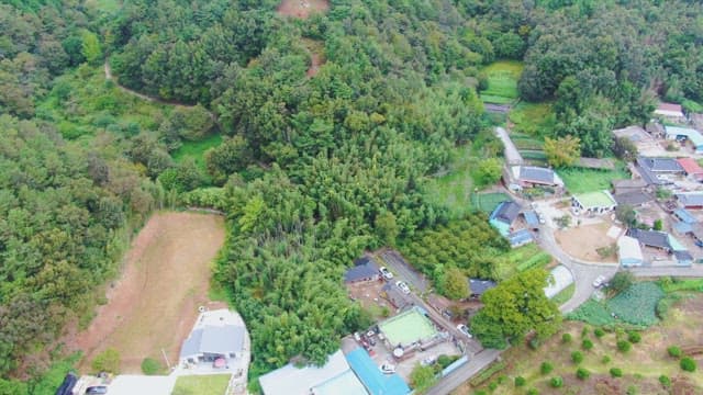 Lush green forest with a small village