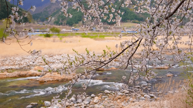 Cherry blossoms by a flowing stream