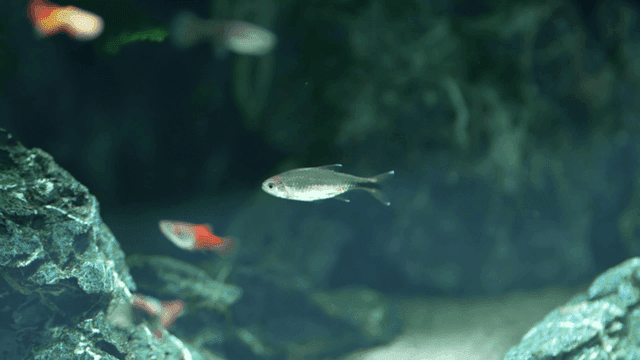 Fish swimming in aquarium