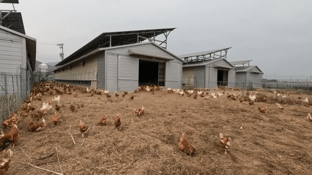 농장에서 자유롭게 돌아다니는 닭들