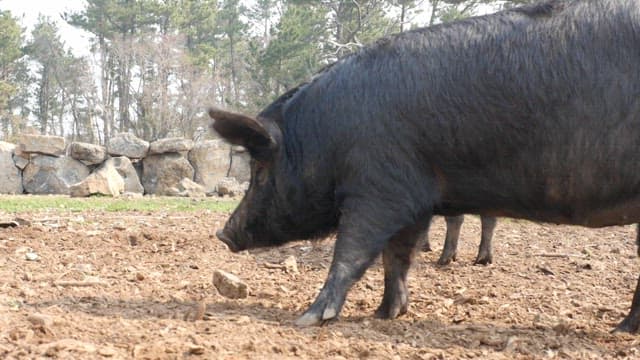 Black pigs roaming in a dirt field