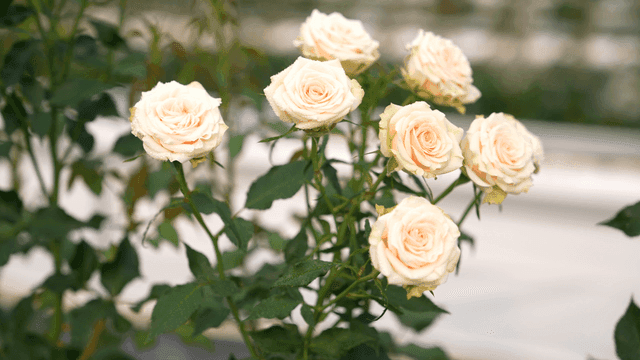 Beautiful white rose with dew drops