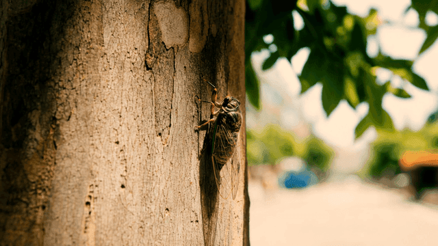 Cicada sitting on tree trunk