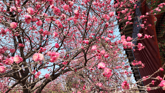 Red plum blossoms blooming on branches