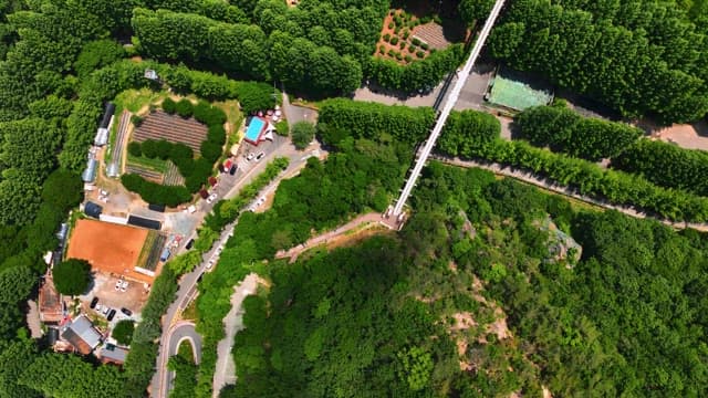 긴 다리가 보이는 무성한 푸른 숲