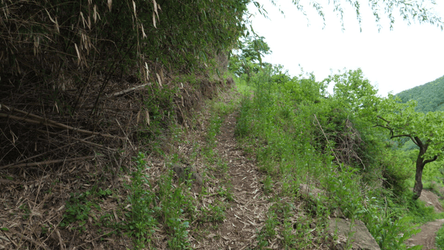 녹지로 둘러싸인 흙길