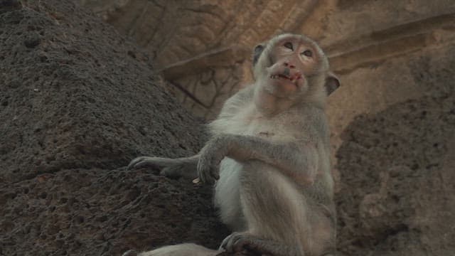 Monkey Sitting on the Rock