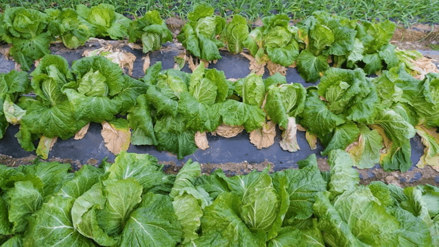 밭에 심어진 신선한 배추