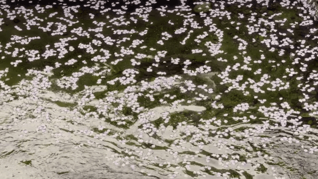 Cherry blossoms floating on a gentle stream