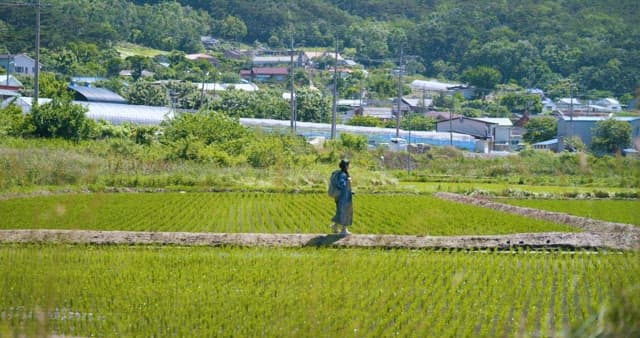 Traveler Walking in Lush Green Paddy Field