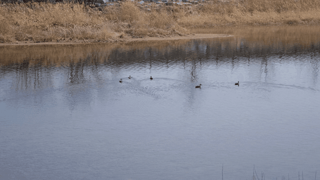 고요한 강에서 수영하는 오리들