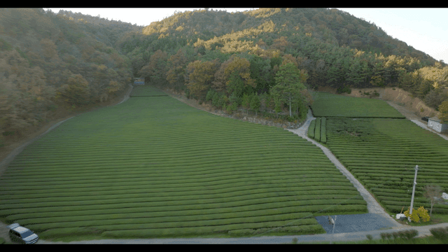 주변 숲이 있는 넓은 녹차 농장
