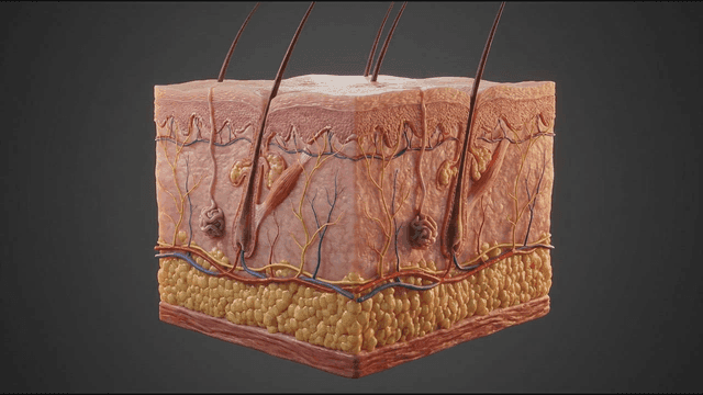 Detailed view of human skin layers