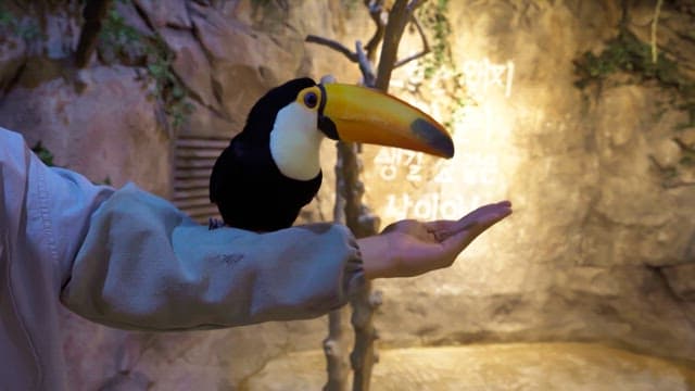 Toucan eating feed from a person's hand