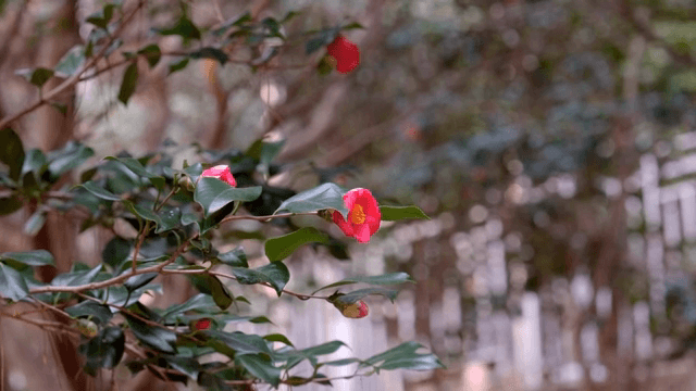 가지에 피어나는 붉은 동백꽃