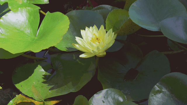 연못에 피어 있는 노란 수련