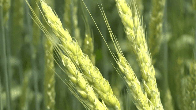 Green wheat grains swaying in wind