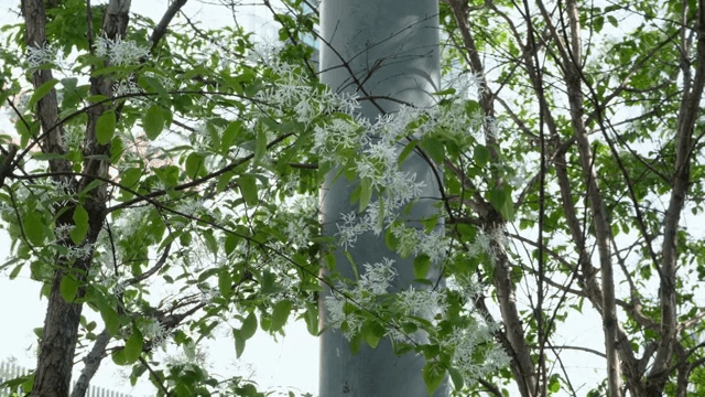 흰 꽃이 핀 나무