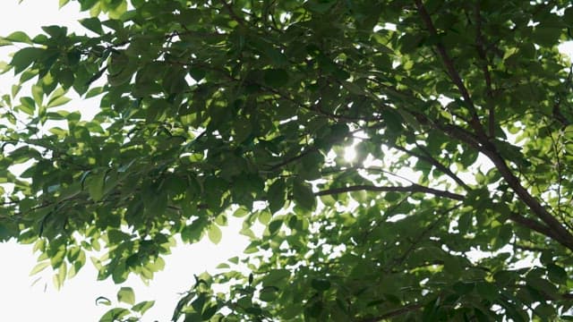 Sunlight Filtering Through Lush Green Leaves