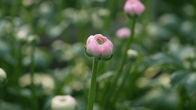 Pink flower buds in green garden