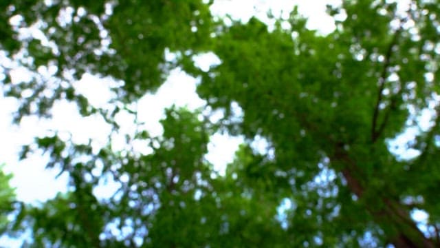 Tranquil view looking up at lush green trees in a forest