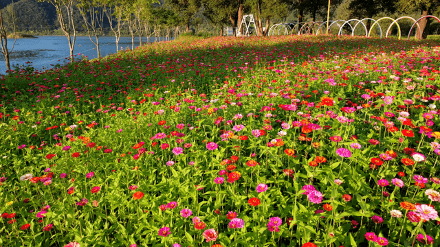Colorful flower garden next to tranquil lake