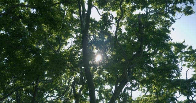 Sunlight filtering through lush green trees