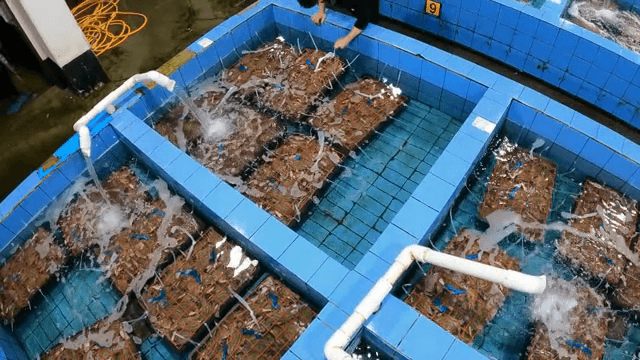 물이 흐르는 수조 속 게들