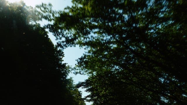 햇살 가득한 나무 사이로 본 밝은 하늘