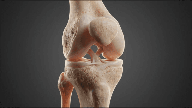 Detailed view of a human knee joint