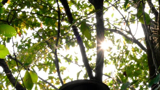 Sunlight filtering through leaves on a tree