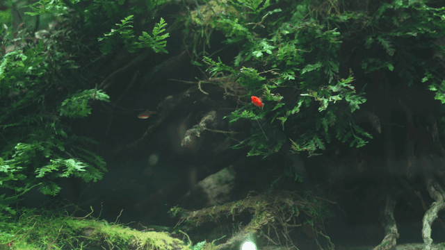Fish swimming among lush aquatic plants