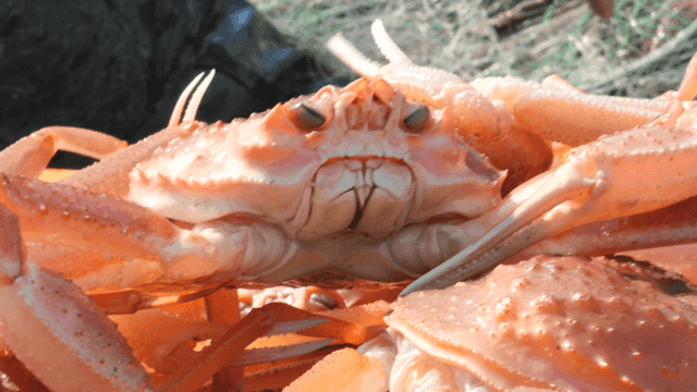 어선의 바구니에 담긴 게들