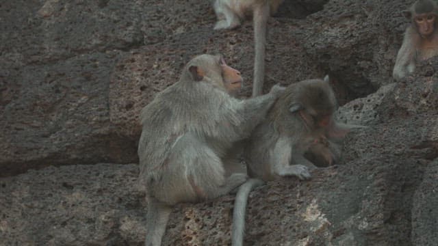 Group of Monkeys Grooming Each Other on Stone Structure