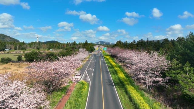 Scenic road lined with cherry blossoms