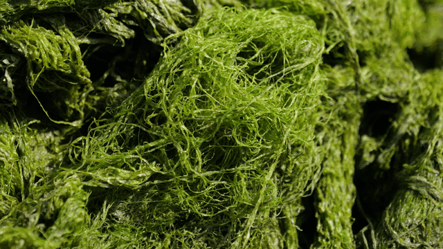 Close-up shot of fresh green sea tangle