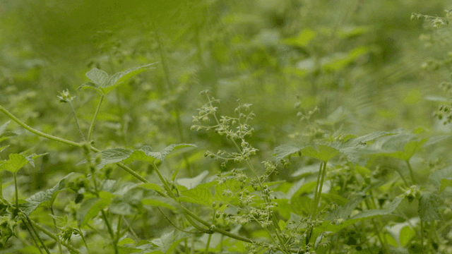 Close-up of green plants in a lush field