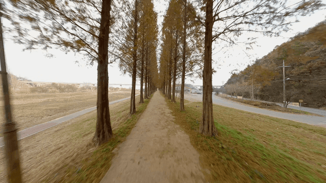 A tree-lined path in a rural area