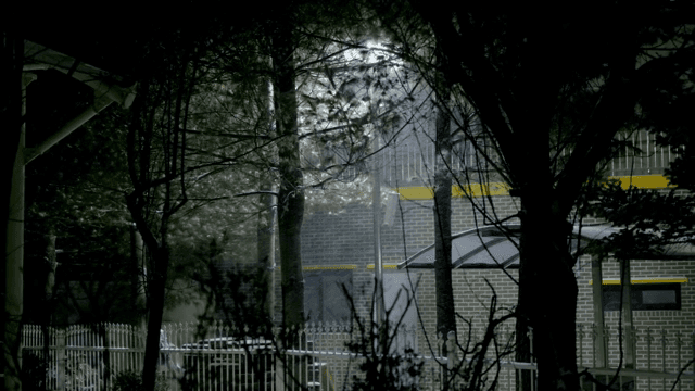 건물 근처 나무에 내리는 폭설